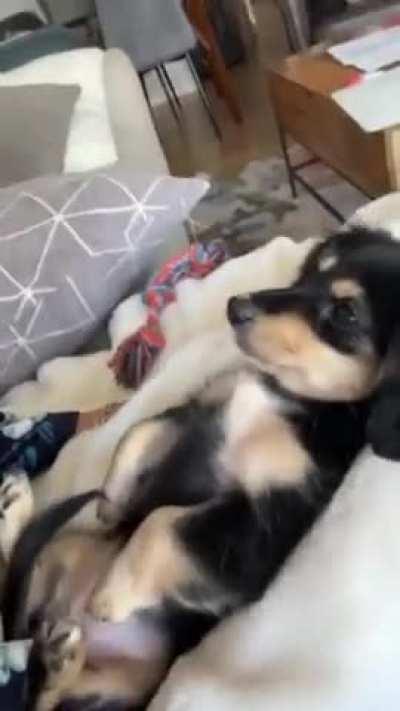 sweet puppy gets all the kisses