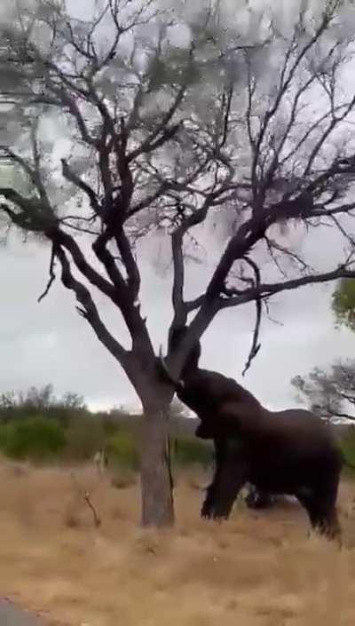 Elephant decides to destroy a tree