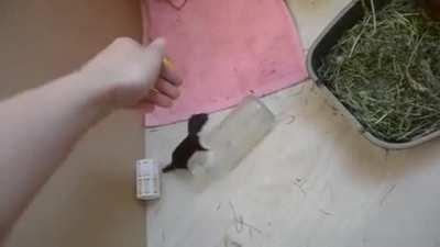 I found this video of baby weasels being adorable