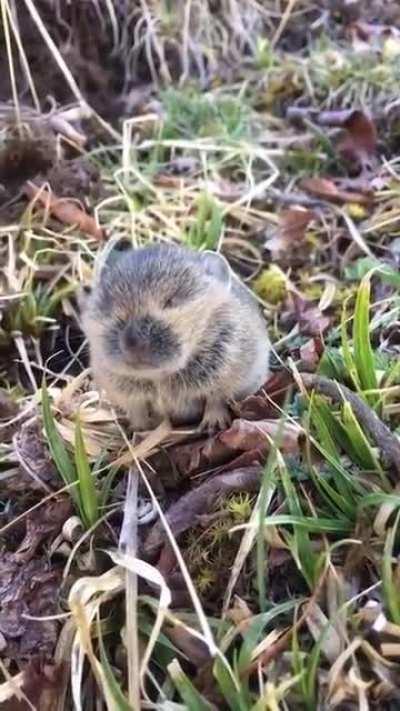 A little pika in the wild