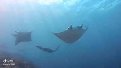 The Great Manta Rays of Nusa Penida