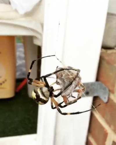 Golden Orb Weaver is very aggressive with Widow Spider trespass her territory. Don't banish that spider, it's killing off those other bugs harm you!