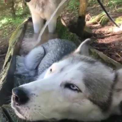 Woof likes water. Water very nice.