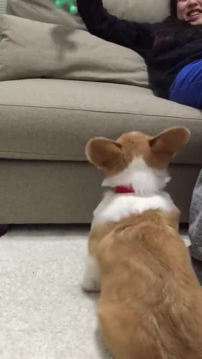 Little corgi trying to get up on the couch