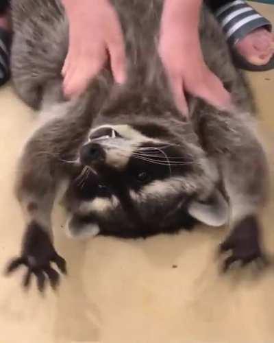 Raccoon gets a massage