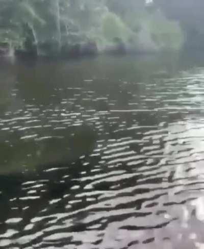 🔥 an alligator racing alongside a boat 🔥