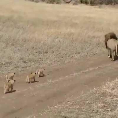 Lion shying away from his cubs..