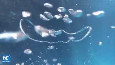 Two bubble rings colliding