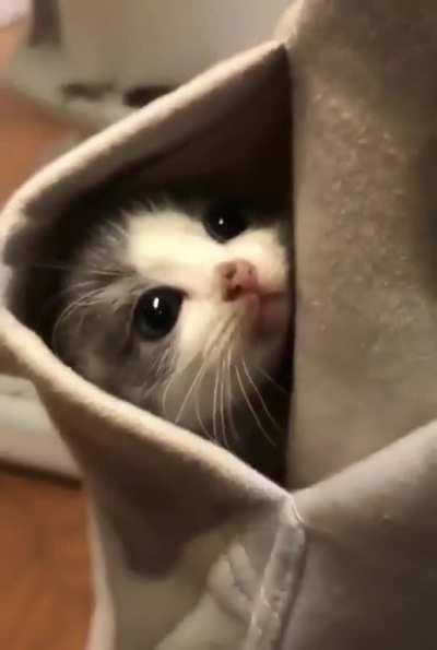 Pocket kitten