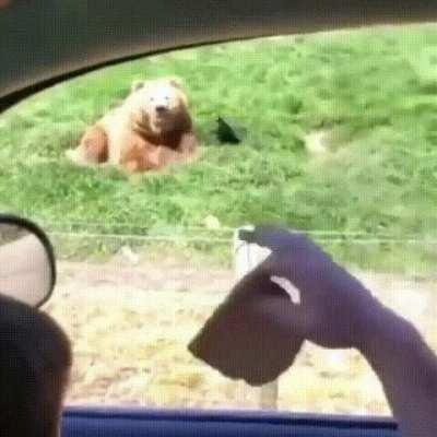 Bear greets back and catches perfectly a flying piece of bread