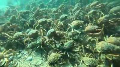 Spider crab invasion.