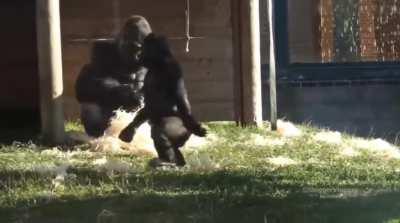 Dad gorilla is baffled to see his teenage son walking upright like a human