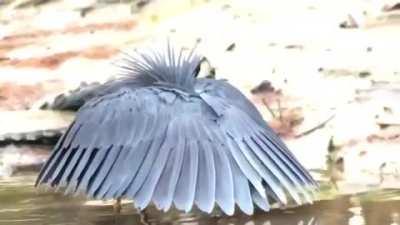 🔥 The Black Heron, &quot;Umbrella Bird&quot;, Using its Wings as a Shade Canopy to Fool and Trap Fish 🔥