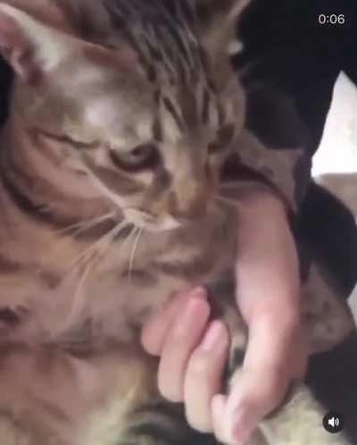 Wcgw if a cat swats a bee