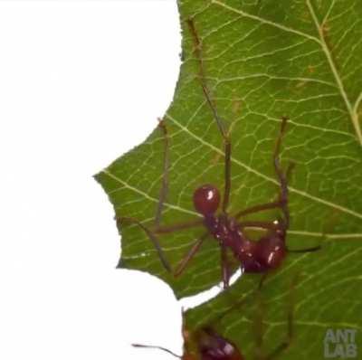 This leaf-cutter ant slicing a piece of leaf