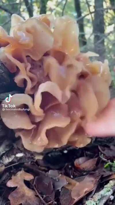 squishy leafy brain fungus