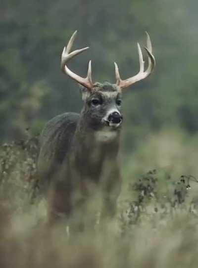 A deer shaking off rainwater