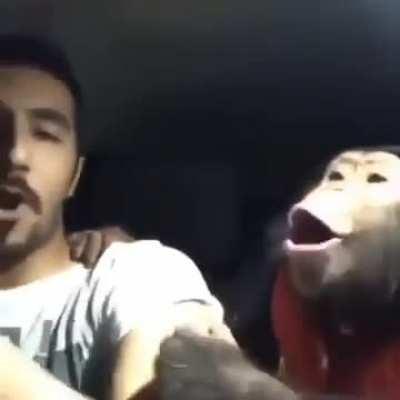 Wow! Monkey screams with his owner