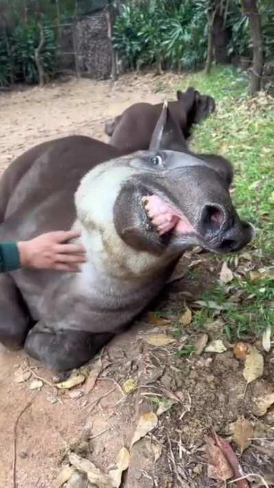 ðŸ”¥ Petting a tapir : misc || [dd] redd.tube : First Downlo...