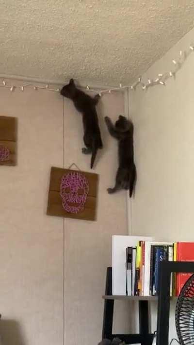 So our new kittens learned that one of our walls is felt...let the fun begin