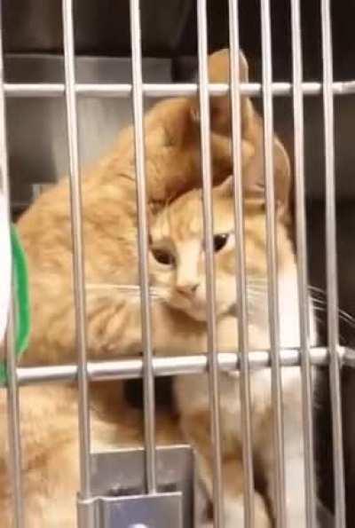 Comfort Kitty Helping in the Scary Vet's Office