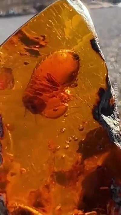 A 22-million-year-old termite preserved in amber. Credit: Rocks for the Spirit