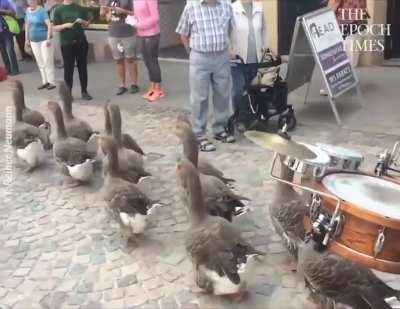 Gaggle of Geese Parade on Sidewalk: It is Cute and a great Performance