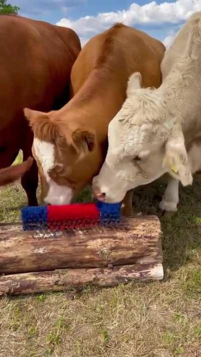 Installing a cow scratcher