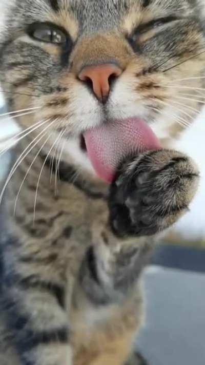 Cat tongue recoil after a paw lick.