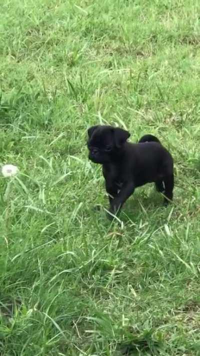 Brave little pup doing a take down!