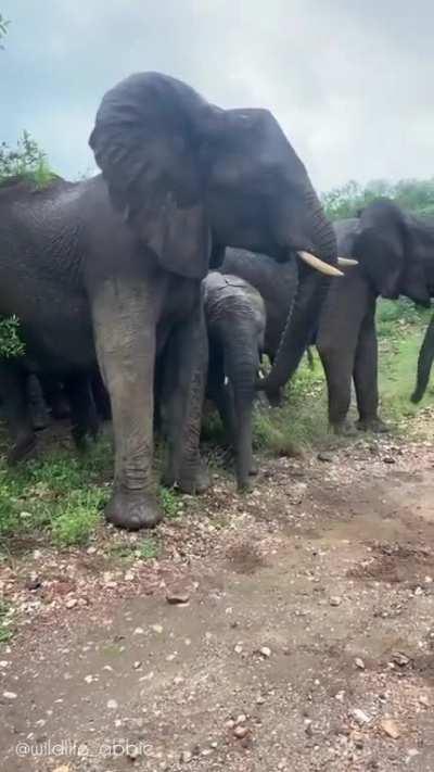 Elephant attacks her sibling. A group of three mother elephants rush to his aid after he cries in pain