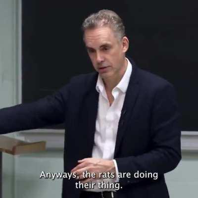 jbp phd has a rat brain