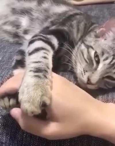 Don't leave me hooman