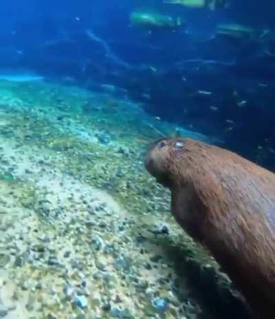 Capivara Submarino goes vrum vrum