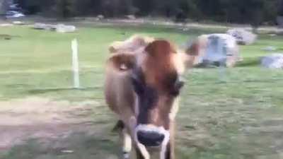 Alice jumping around at Where Pigs Fly Farm Sanctuary