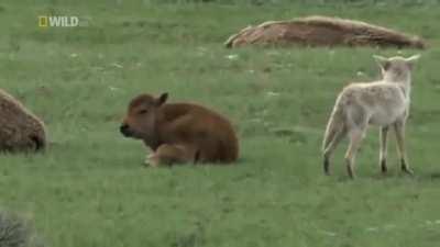 🔥 Baby bison scares away the coyote