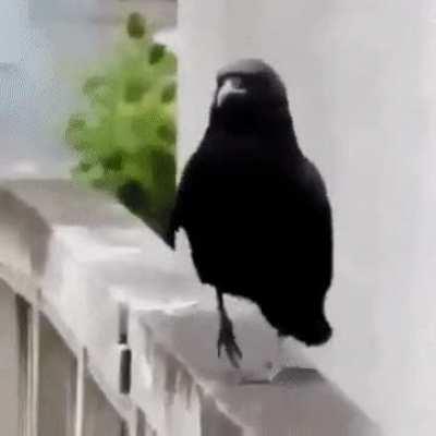 A shimmering crow with a shimmy.