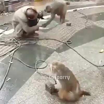 Interaction with couple monkeys