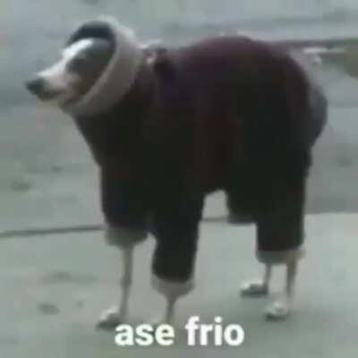 ase frio