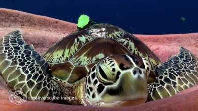 Green sea turtle snuggles into a sea sponge and lets out a big yawn before a nap