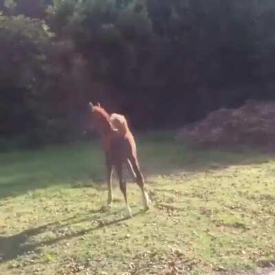 Little Arabian Horse, Prancing Around