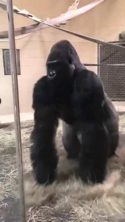 The way this gorilla slides up to the glass