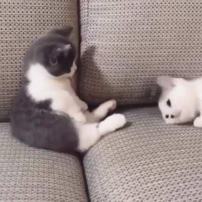 Enjoy these two little floofs playing with each other.