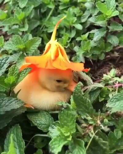 Here’s a sleepy duckling wearing a fancy hat to brighten your day