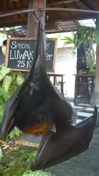 Huge Bat Attacks Camera