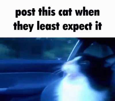 Do as the cat says