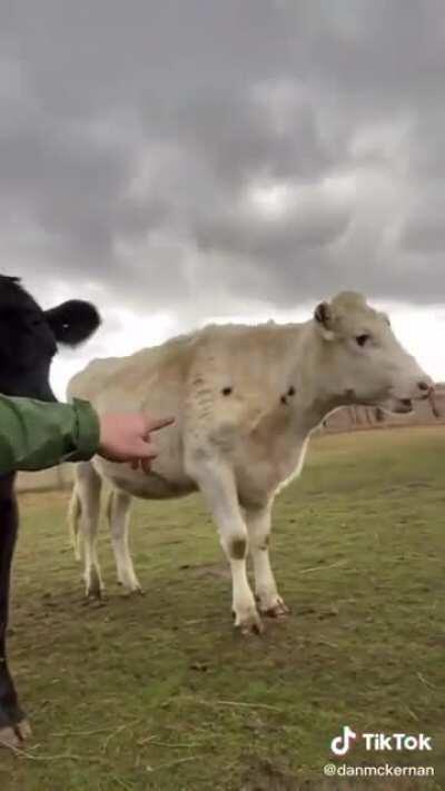 special need cows