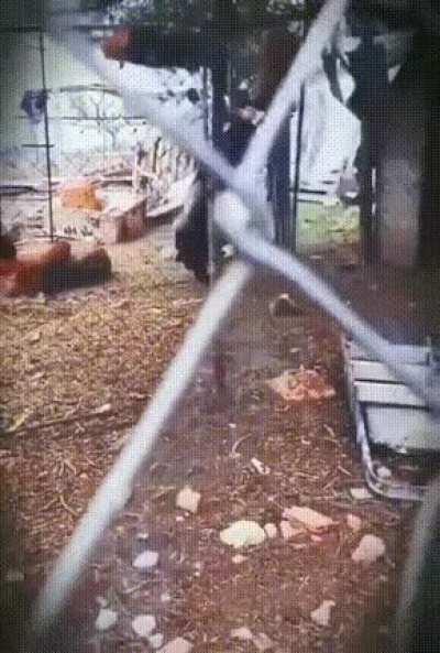 A black goat imitating human and tricking the chicken into the shack.