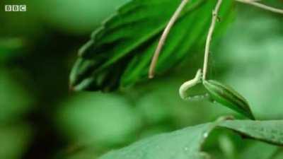 Caterpillars Feeding On Exploding Touch-Me-Not Seed Pods