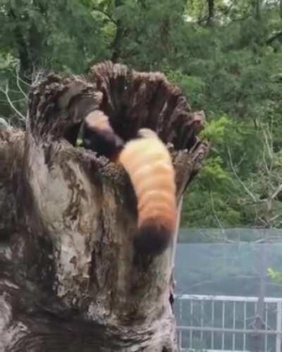 Red Panda Laying in a Tree